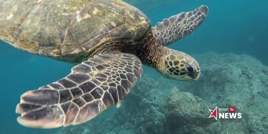 Raine Island green turtles nesting as part of recovery project