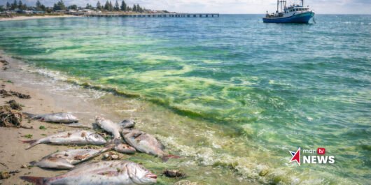 Toxic algal bloom impacting South Australia coastline